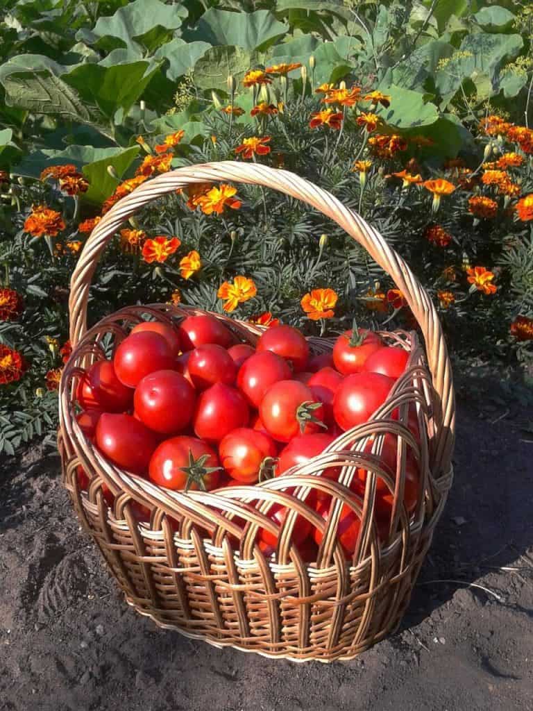 Récolte de tomate d'un jardin sain - illustration de techniques de jardinage réussies.