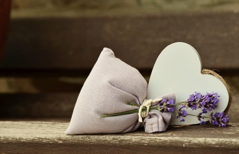 Image d'une plante de lavande vibrante avec des fleurs violettes, symbolisant la relaxation et la tranquillité pour mieux dormir.