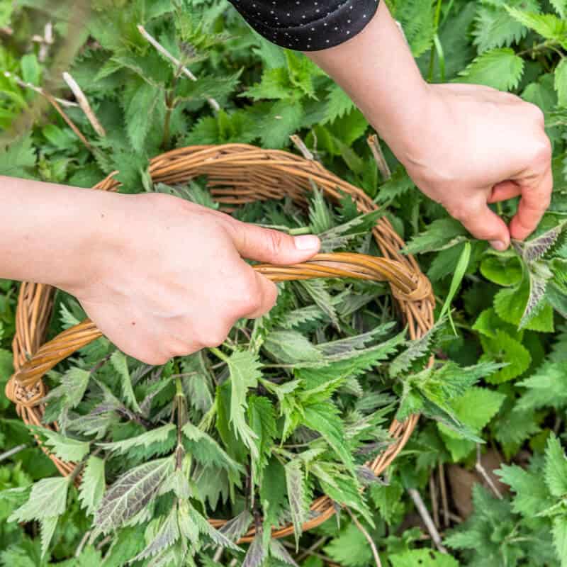 Deux mains récoltant des plantes médicinales dans un panier, illustrant la formation en ligne de cueilleur herboriste.