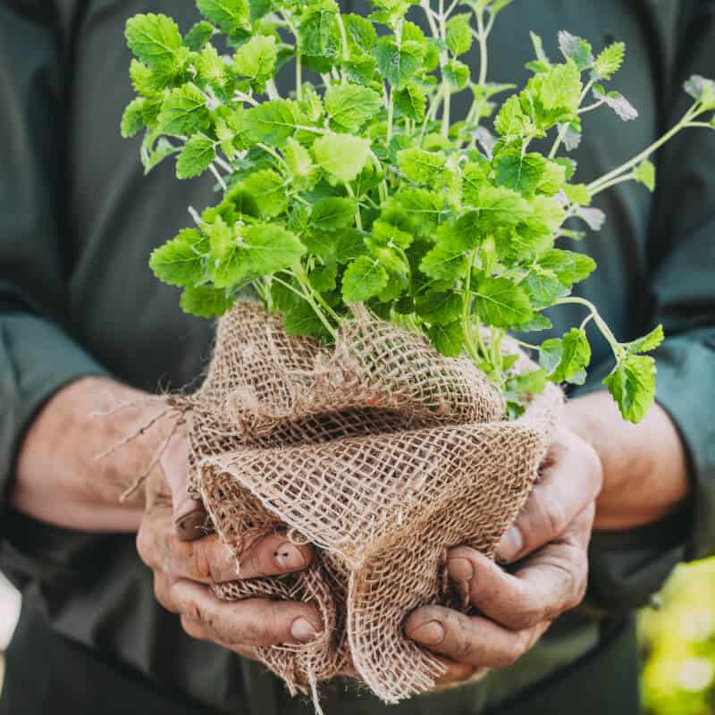 Un homme se prépare à planter une plante médicinale avec soin, illustrant la formation en ligne de Jardinier Herboriste