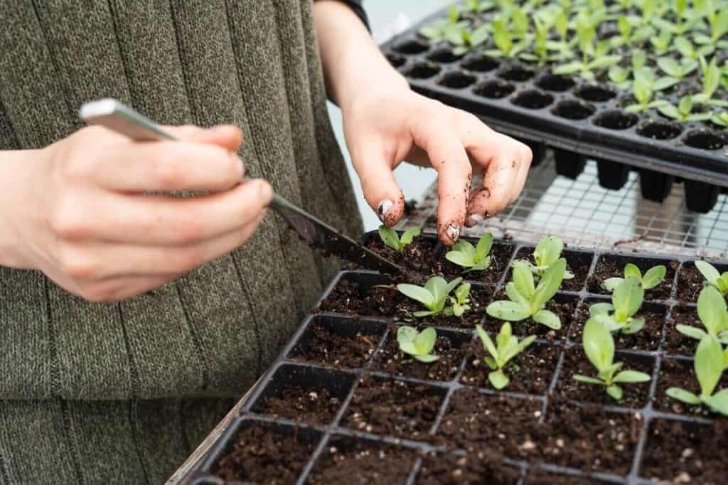 Réussir ses Semis : Apprenez les Techniques pour des Plants Prospères