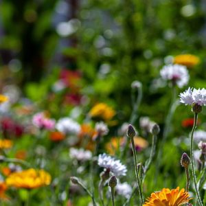 Les Plantes Médicinales Cultivées : Découvrez et Cultivez 20 Variétés Essentielles