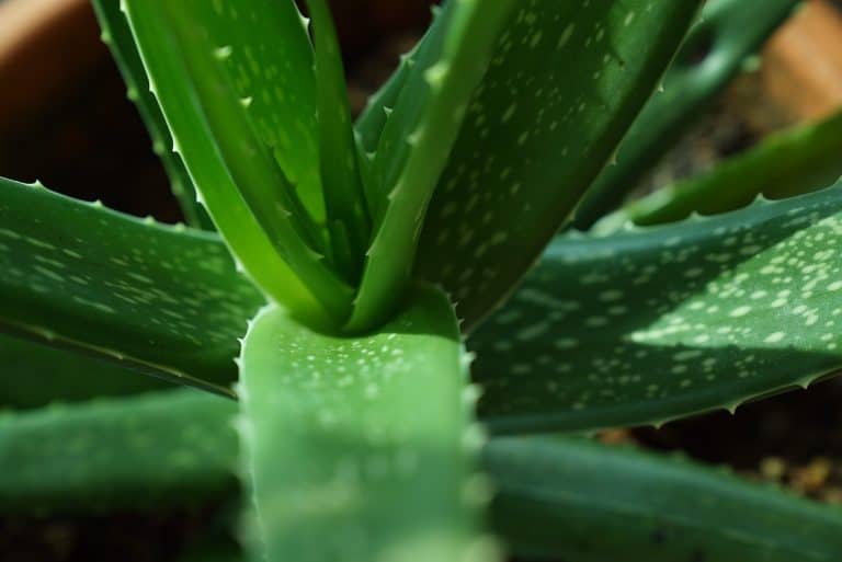 Plante d'aloe vera vibrante, mettant en avant ses feuilles curatives et ses propriétés apaisantes naturelles pour la peau et la digestion.