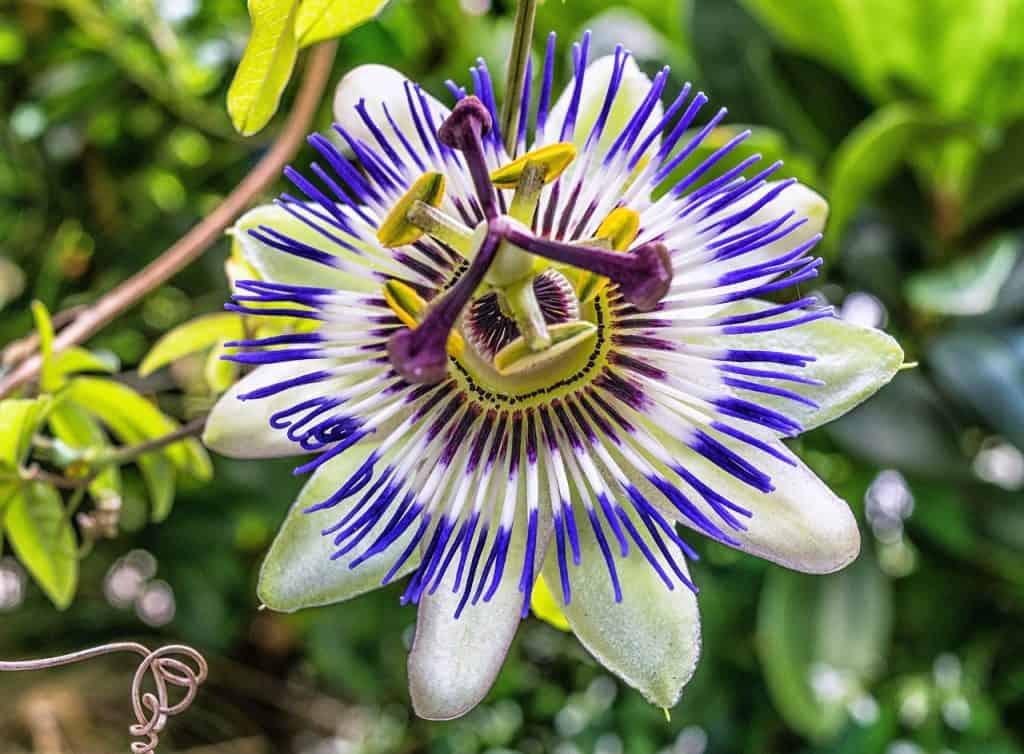 Fleur de passiflore, une plante apaisante fréquemment utilisée pour favoriser le sommeil naturel.