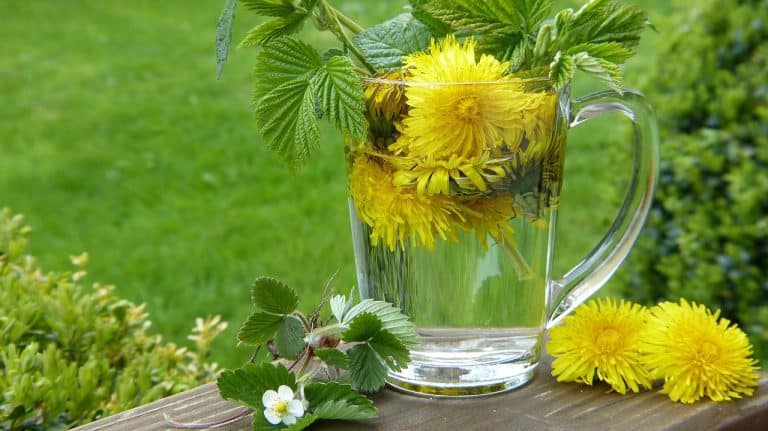 Photo d’un pissenlit jaune vif (Taraxacum officinale) en pleine floraison, utilisé pour ses racines médicinales . Cette plante est réputée pour détoxifier le foie et stimuler la digestion, tout en apportant une touche de beauté naturelle avec ses pétales éclatants.