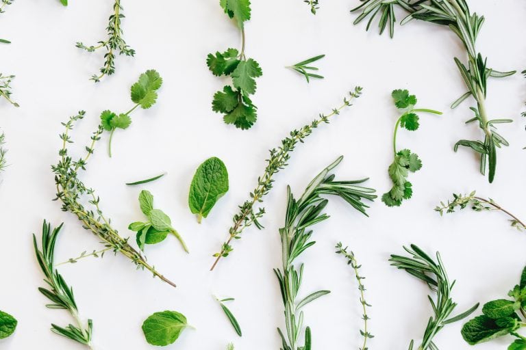 Devenir Herboriste : Accessibilité et Passion pour les Plantes Médicinales