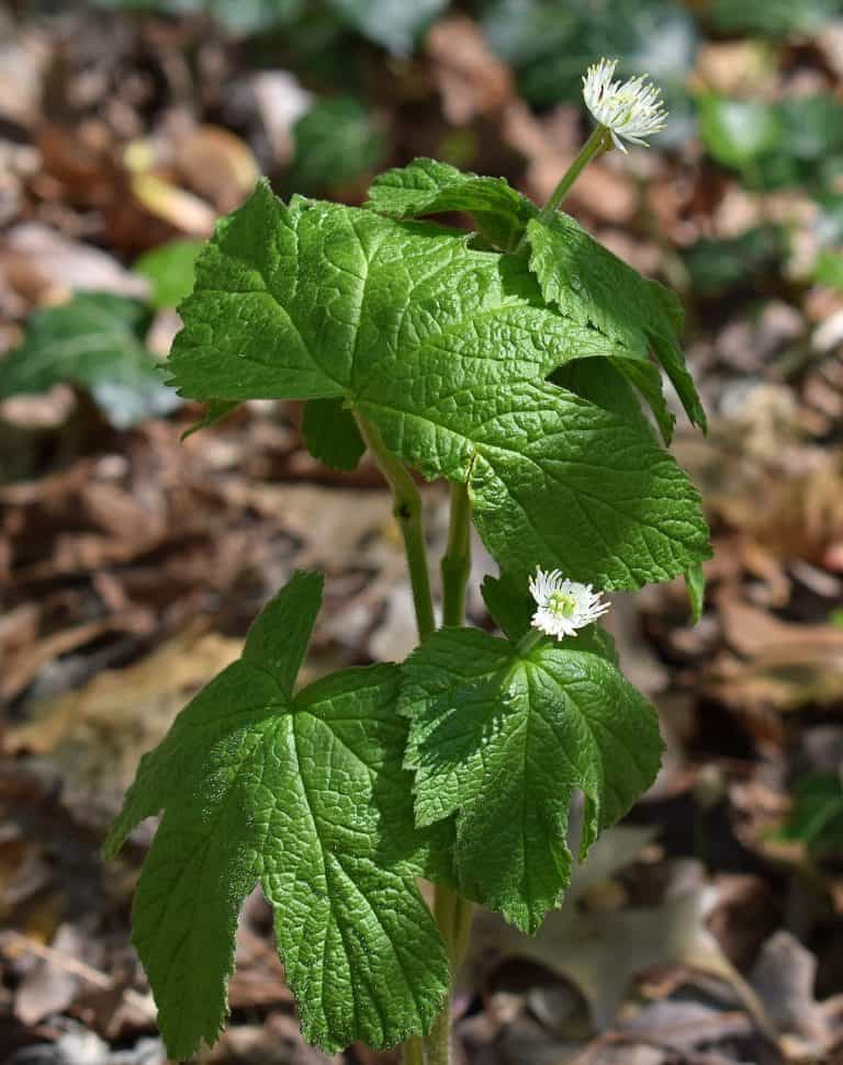 Hydraste du Canada (Hydrastis canadensis) - Plante de la pharmacie naturelle indigène d'Amérique du Nord, reconnue pour ses propriétés bénéfiques pour la santé.