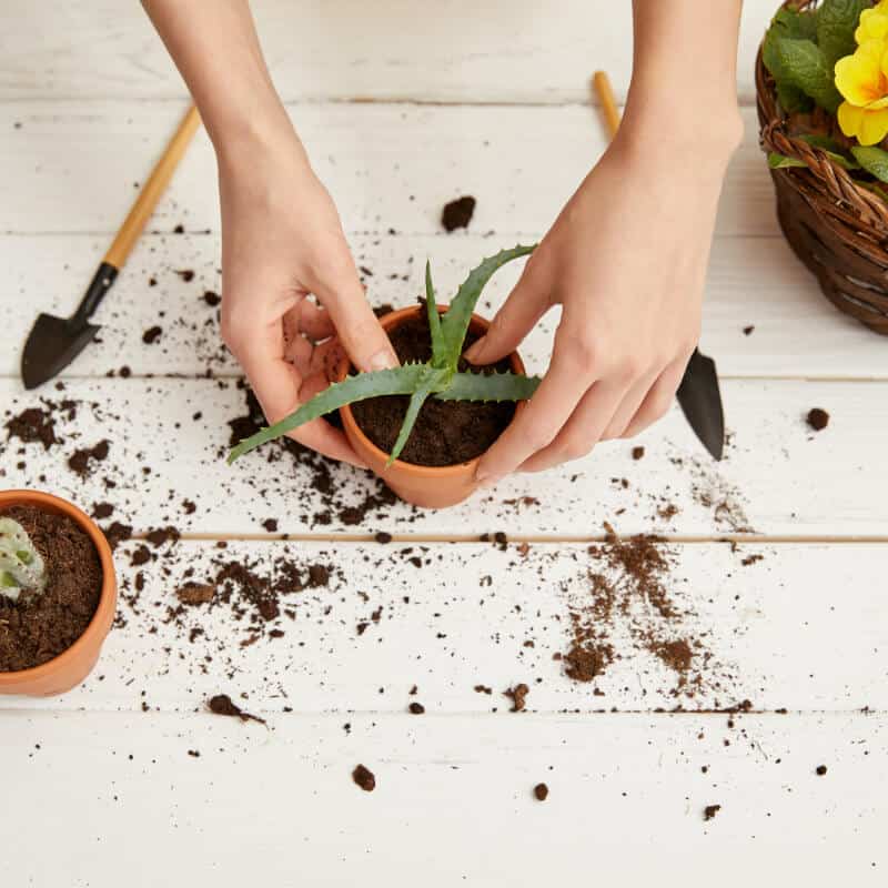 Mains plantant une belle plante d'aloès dans un pot de terre, qui représente la formation en ligne de Jardiner avec les plantes médicinales.
