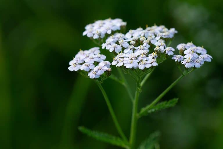 Feuilles d'Achillée millefeuille (Achillea millefolium) - Herbe apaisante pour la peau et support digestif dans l'article sur les plantes comestibles, médicinales et sauvages et leurs bienfaits pour la santé.