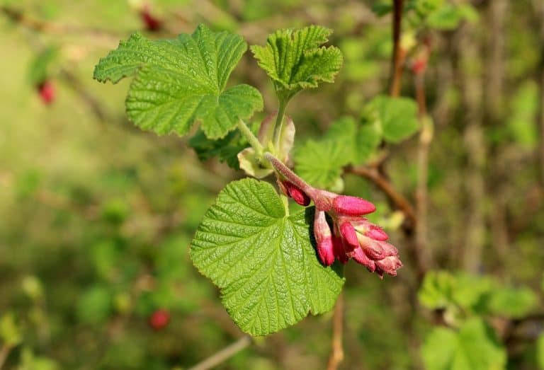 Bourgeons éclatants de Cassis : L'Essence de la Nature en Gemmothérapie