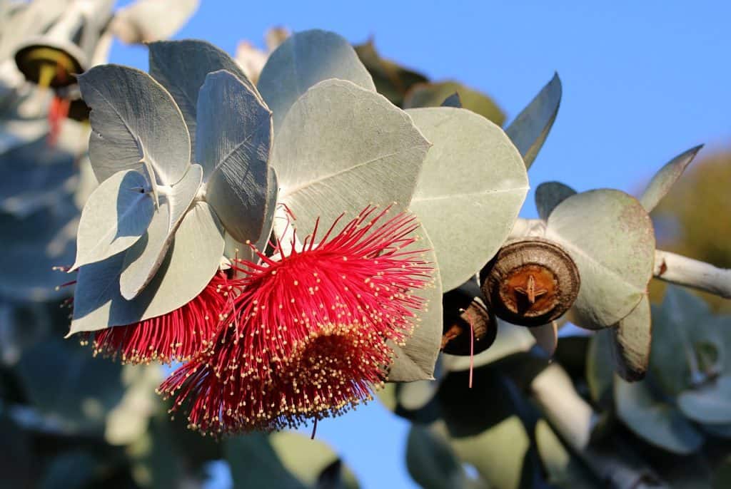Feuilles d'eucalyptus frais, un remède naturel pour la santé respiratoire.