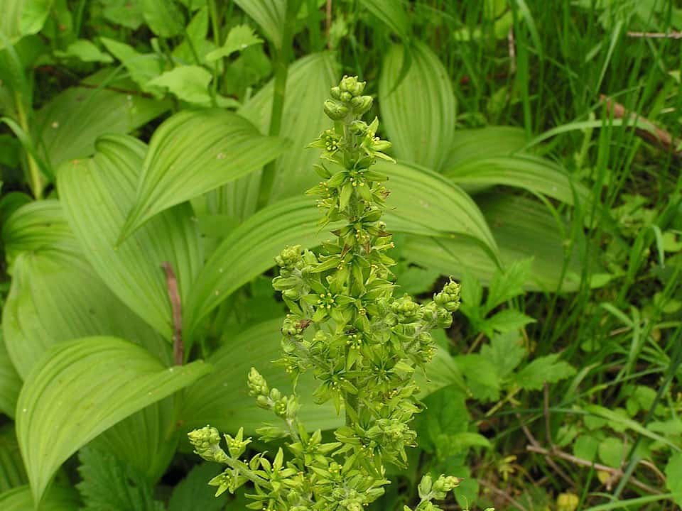 Hellebore Vert (Veratrum viride) : plante toxique