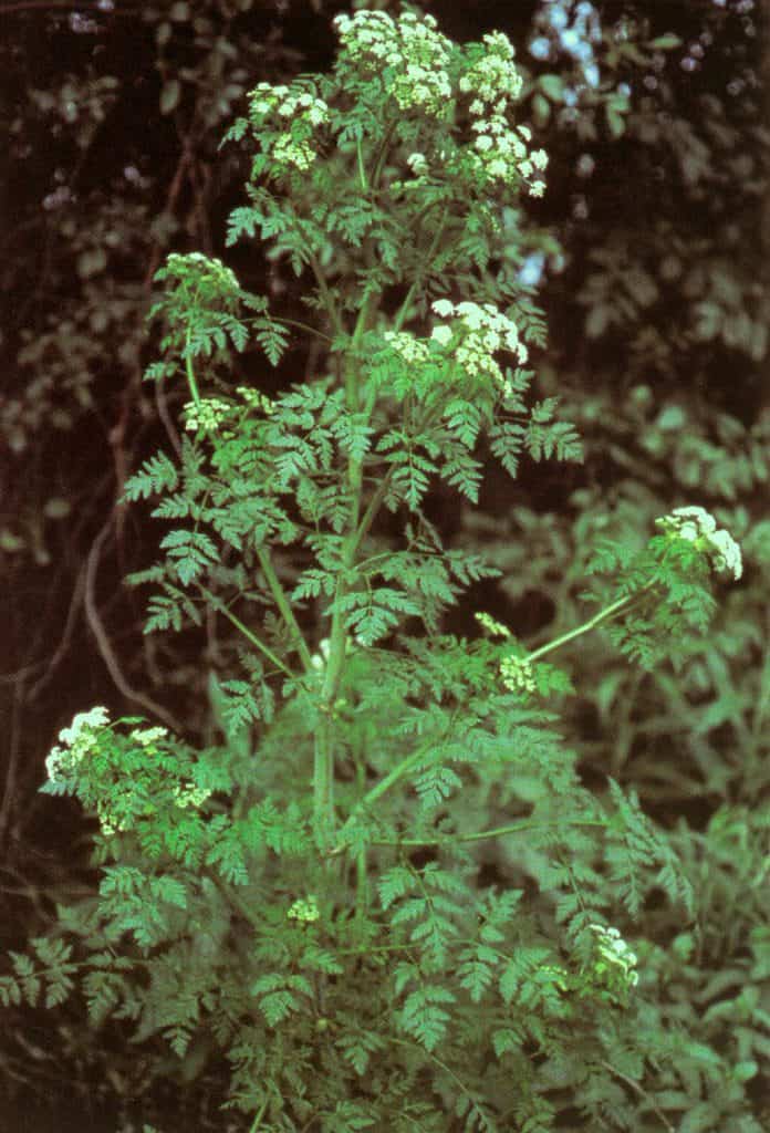 Ciguë vénéneuse (Conium maculatum) : plante toxique