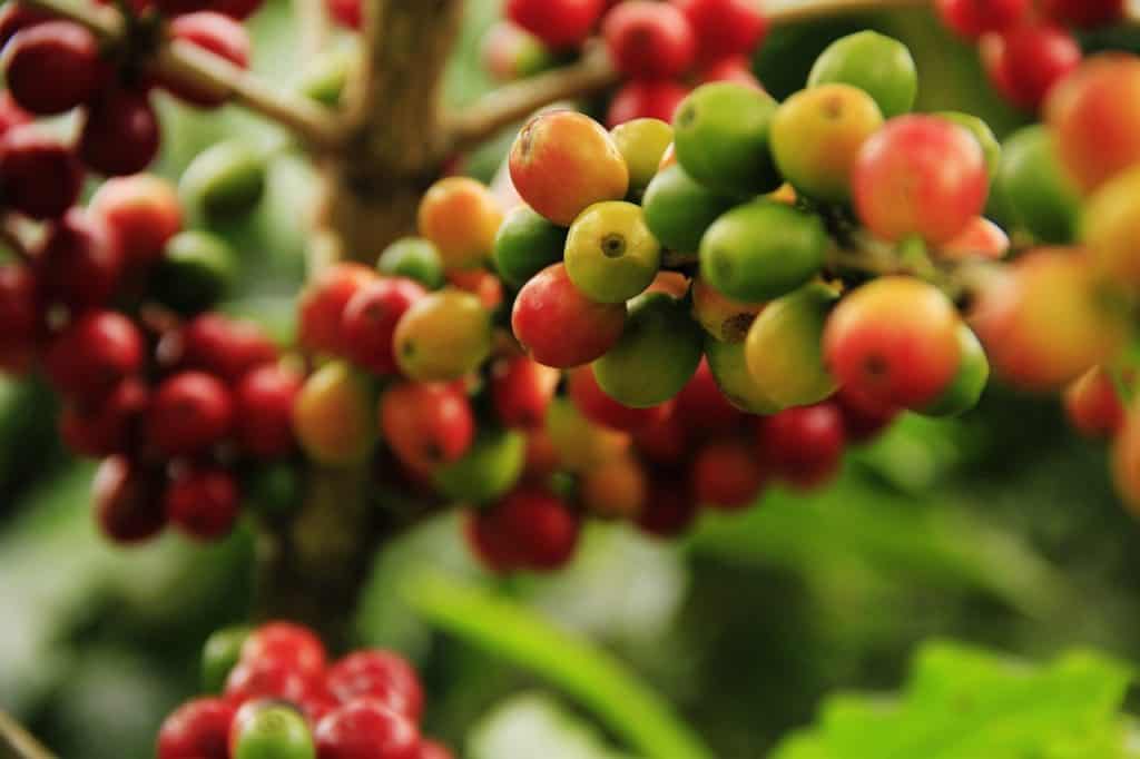 Découvrez la beauté et la durabilité de la culture du café. Adoptez des pratiques éco-responsables en réutilisant le fruit de café, en réduisant les déchets et en favorisant un mode de vie plus vert. Ensemble, agissons positivement pour l'environnement, une tasse de café à la fois.