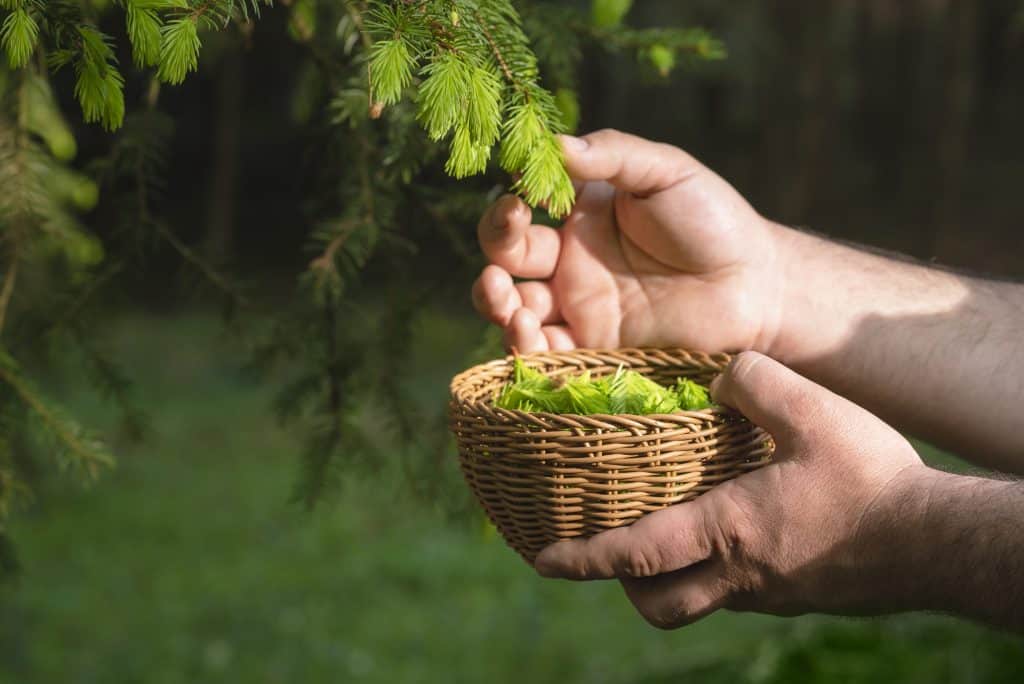 Un homme fait la cueillette sauvage des bourgeons de pin dans un panier au cœur de la forêt luxuriante lors d'une journée ensoleillée.